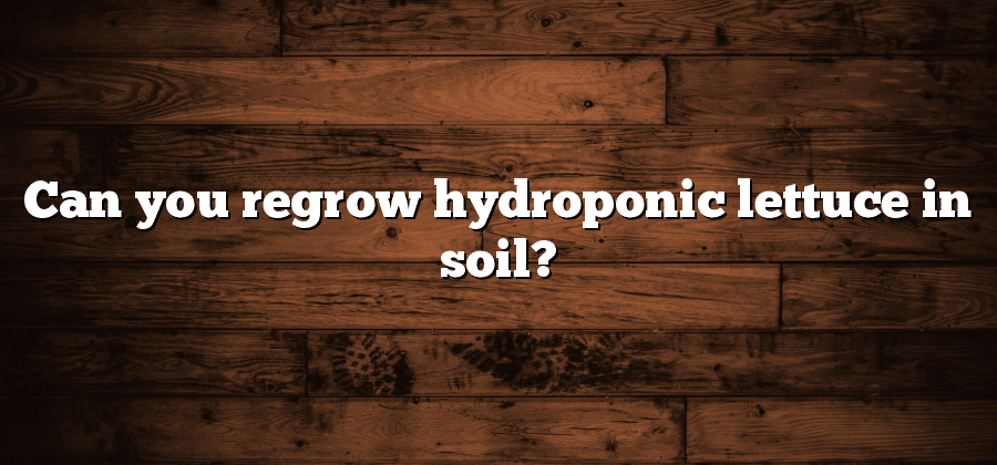 Can you regrow hydroponic lettuce in soil?
