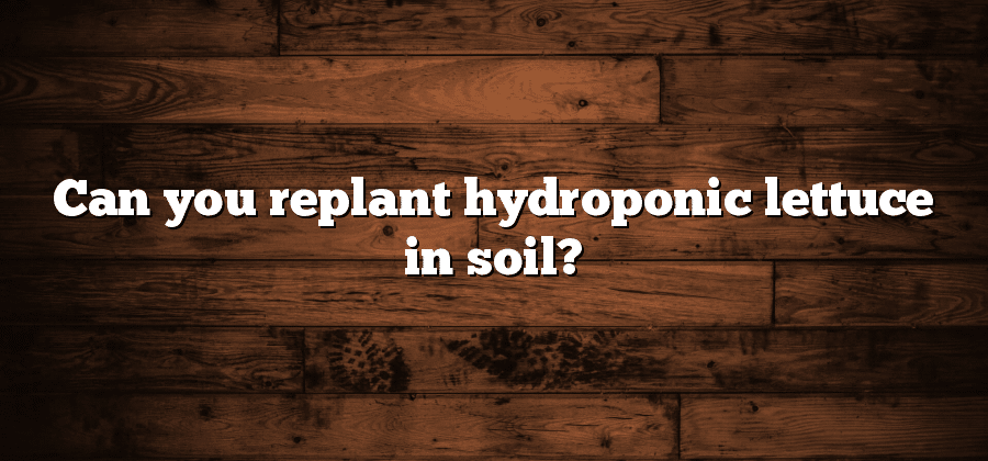 Can you replant hydroponic lettuce in soil?