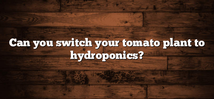 Can you switch your tomato plant to hydroponics?