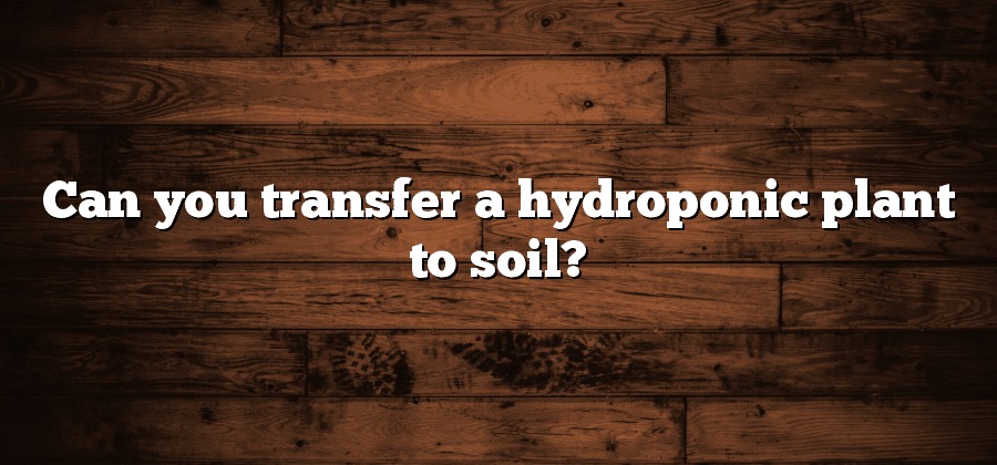 Can you transfer a hydroponic plant to soil?