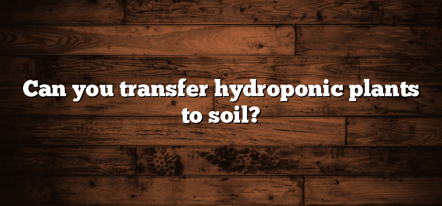 Can you transfer hydroponic plants to soil?