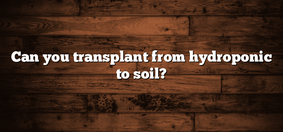 Can you transplant from hydroponic to soil?