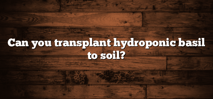 Can you transplant hydroponic basil to soil?