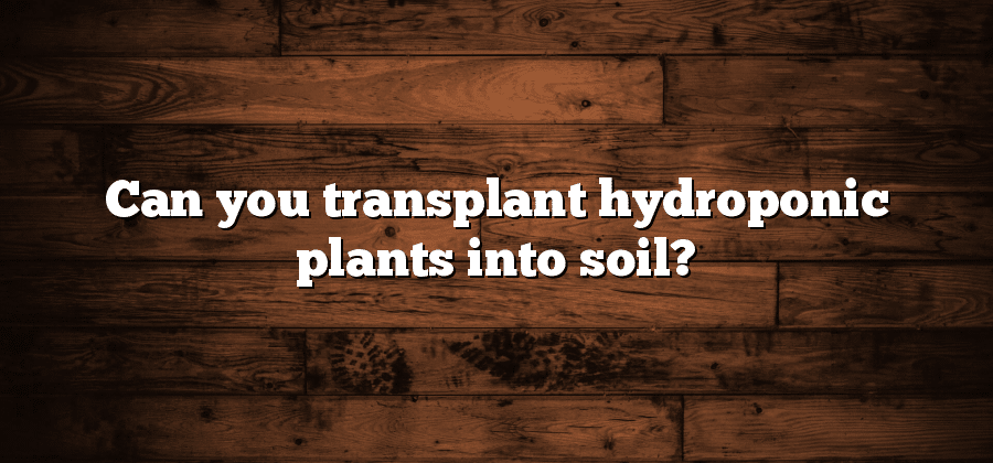 Can you transplant hydroponic plants into soil?