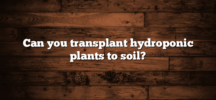 Can you transplant hydroponic plants to soil?