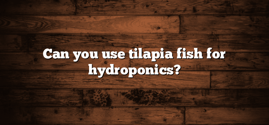 Can you use tilapia fish for hydroponics?