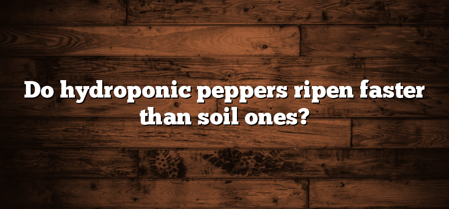 Do hydroponic peppers ripen faster than soil ones?