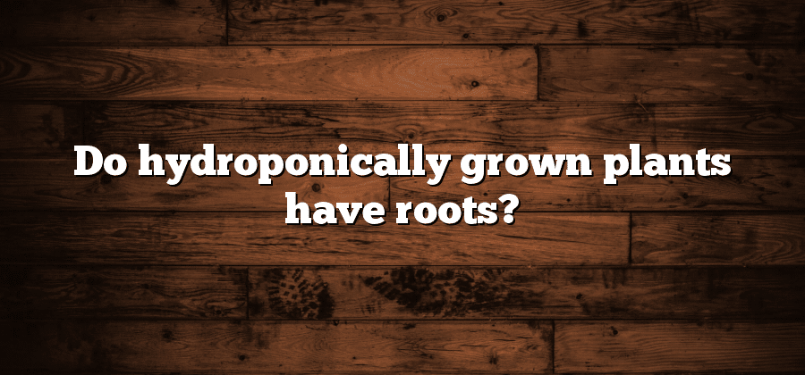 Do hydroponically grown plants have roots?