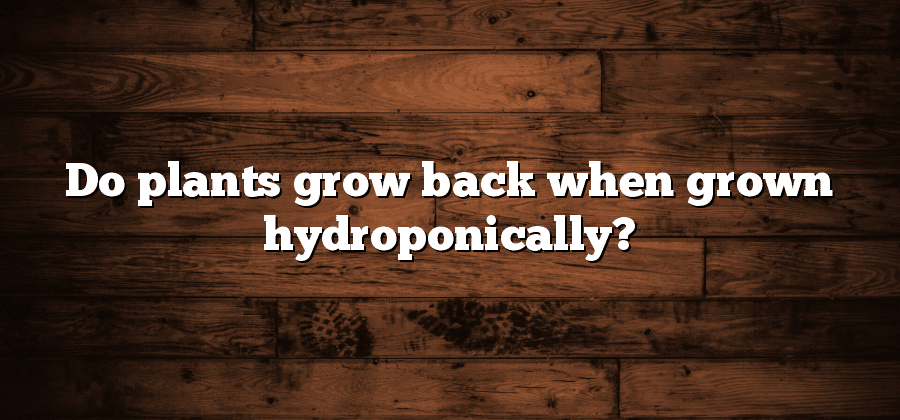 Do plants grow back when grown hydroponically?