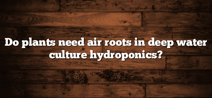 Do plants need air roots in deep water culture hydroponics?