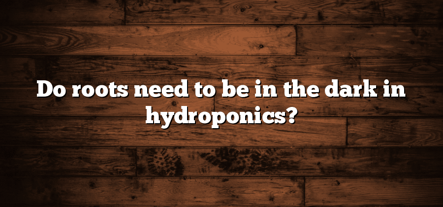 Do roots need to be in the dark in hydroponics?