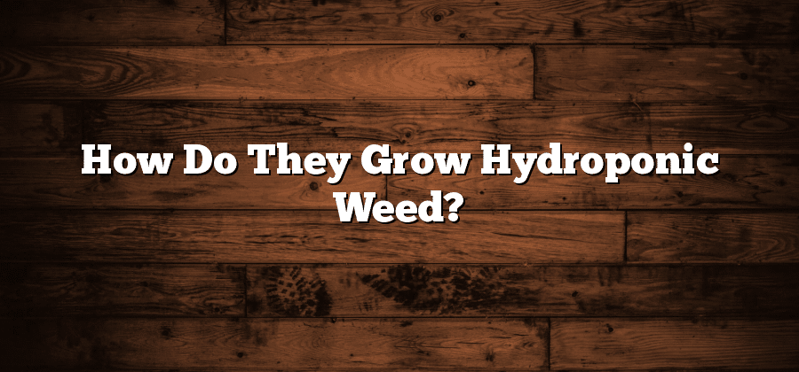 How Do They Grow Hydroponic Weed?