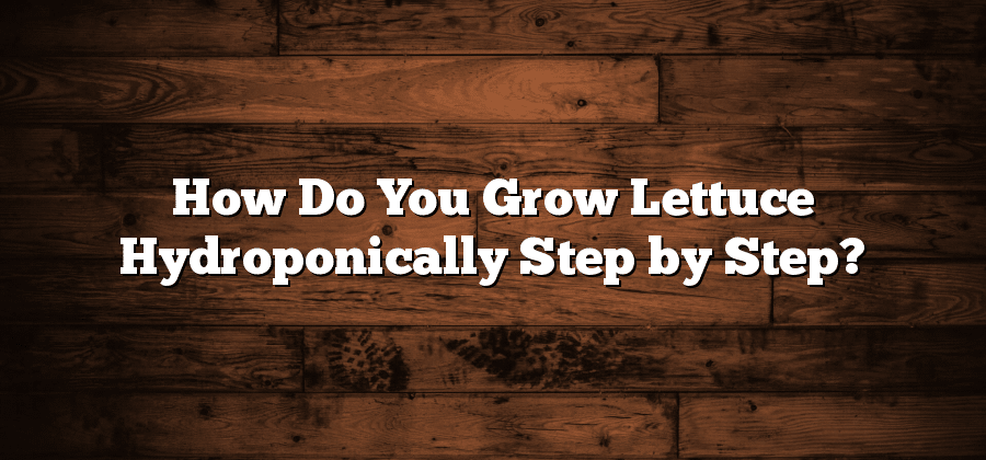 How Do You Grow Lettuce Hydroponically Step by Step?