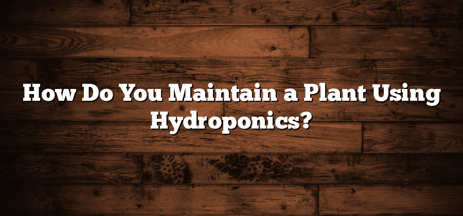 How Do You Maintain a Plant Using Hydroponics?