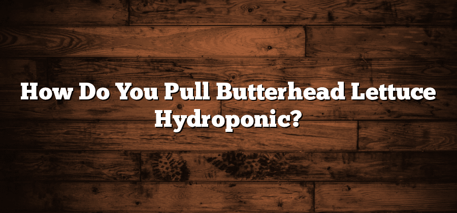 How Do You Pull Butterhead Lettuce Hydroponic?