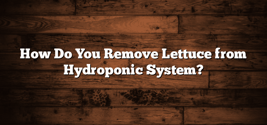 How Do You Remove Lettuce from Hydroponic System?