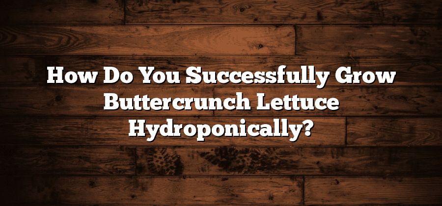 How Do You Successfully Grow Buttercrunch Lettuce Hydroponically?
