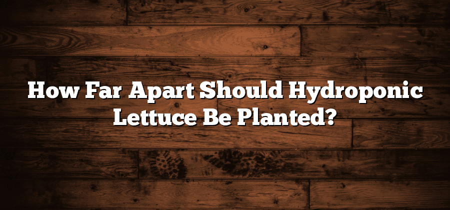How Far Apart Should Hydroponic Lettuce Be Planted?