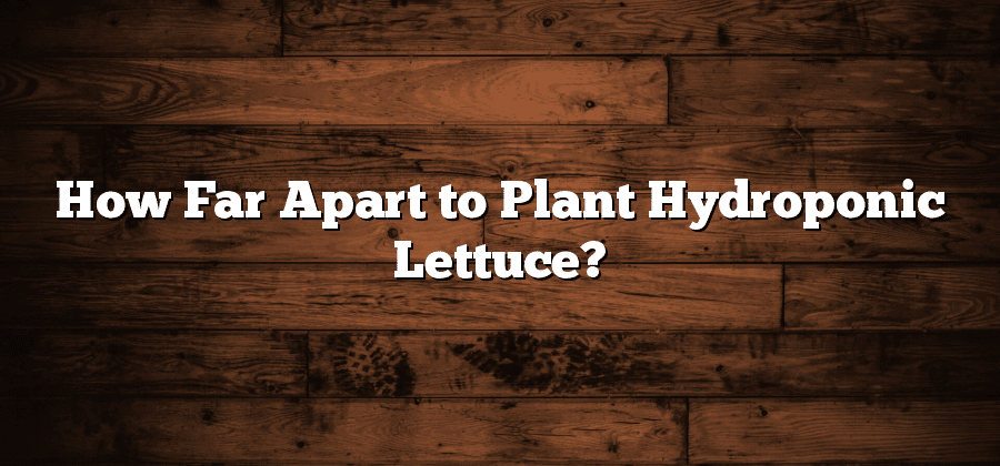 How Far Apart to Plant Hydroponic Lettuce?