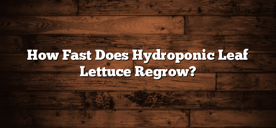 How Fast Does Hydroponic Leaf Lettuce Regrow?