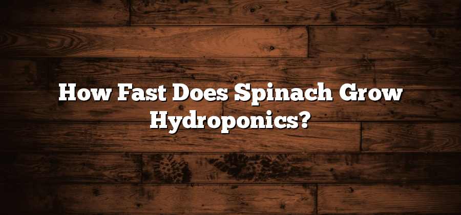 How Fast Does Spinach Grow Hydroponics?