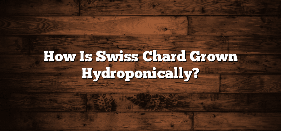 How Is Swiss Chard Grown Hydroponically?