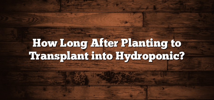 How Long After Planting to Transplant into Hydroponic?