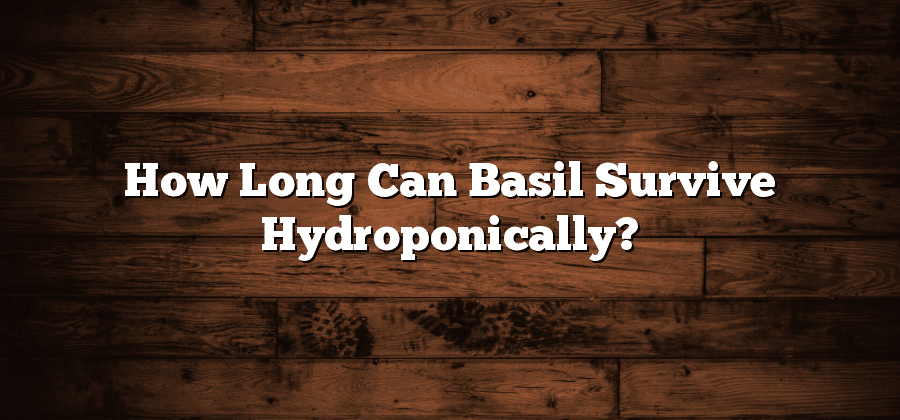 How Long Can Basil Survive Hydroponically?