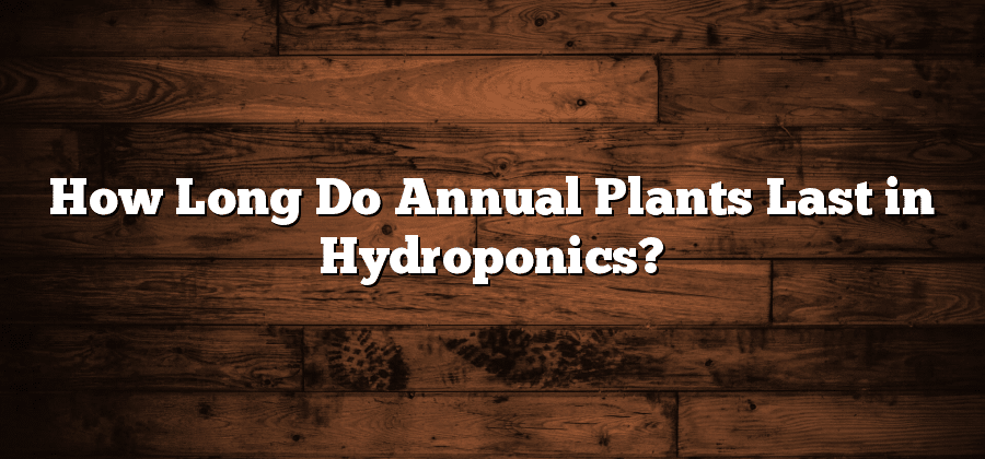 How Long Do Annual Plants Last in Hydroponics?
