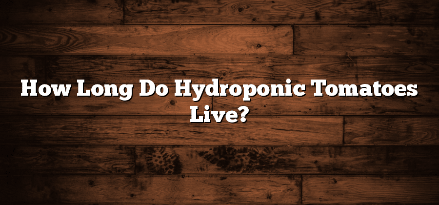 How Long Do Hydroponic Tomatoes Live?