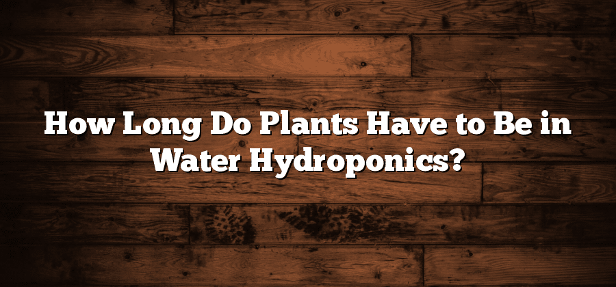 How Long Do Plants Have to Be in Water Hydroponics?