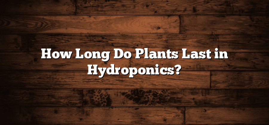 How Long Do Plants Last in Hydroponics?