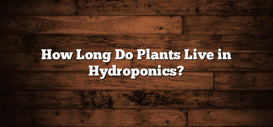 How Long Do Plants Live in Hydroponics?