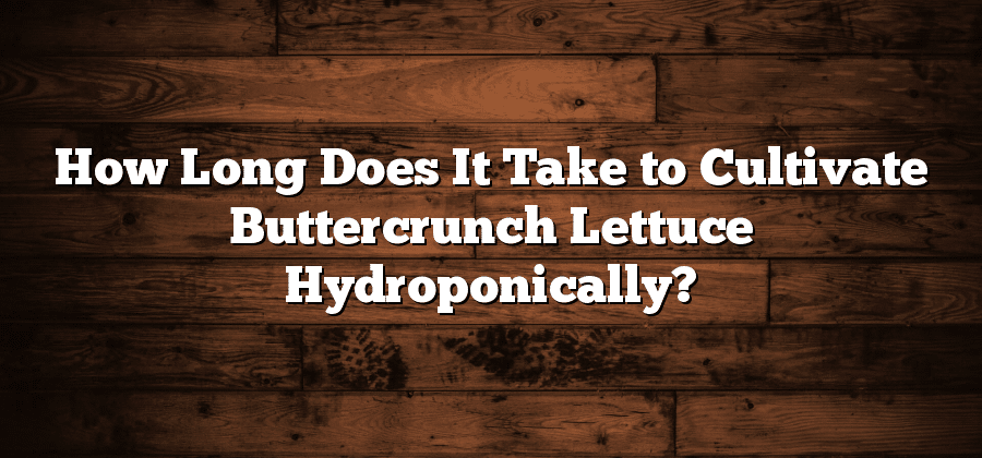 How Long Does It Take to Cultivate Buttercrunch Lettuce Hydroponically?