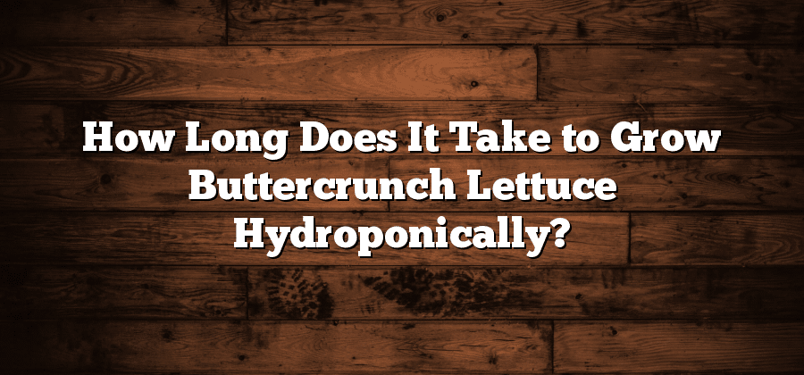 How Long Does It Take to Grow Buttercrunch Lettuce Hydroponically?