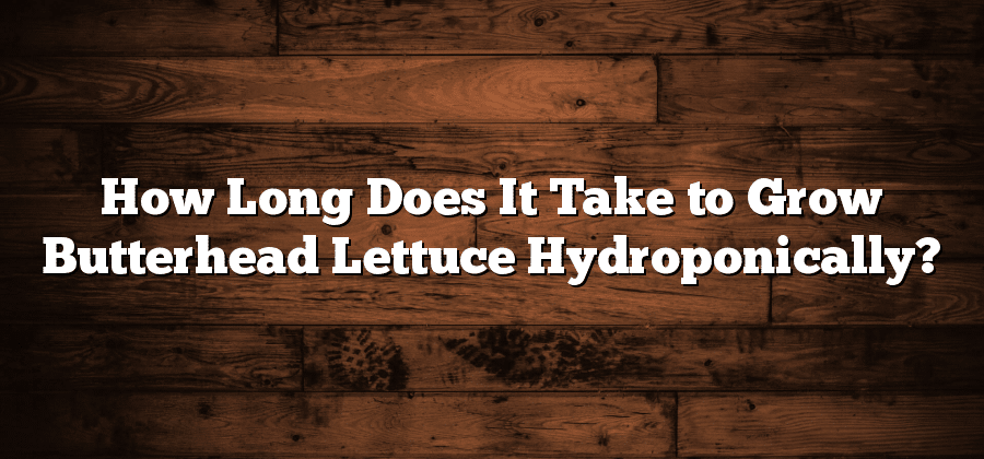 How Long Does It Take to Grow Butterhead Lettuce Hydroponically?