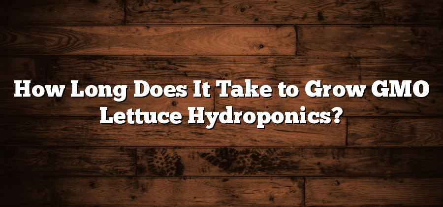 How Long Does It Take to Grow GMO Lettuce Hydroponics?