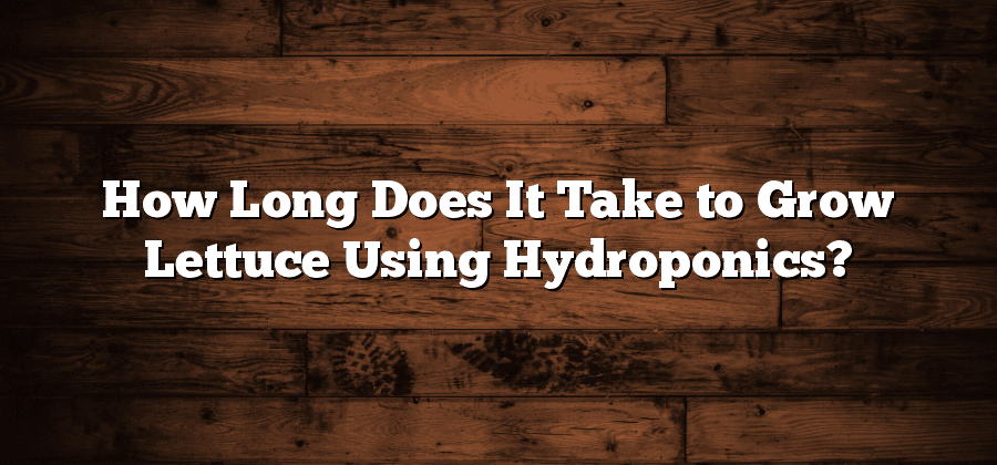 How Long Does It Take to Grow Lettuce Using Hydroponics?