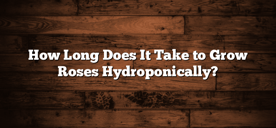 How Long Does It Take to Grow Roses Hydroponically?