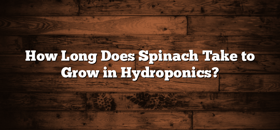 How Long Does Spinach Take to Grow in Hydroponics?