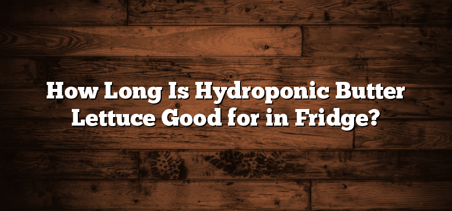 How Long Is Hydroponic Butter Lettuce Good for in Fridge?