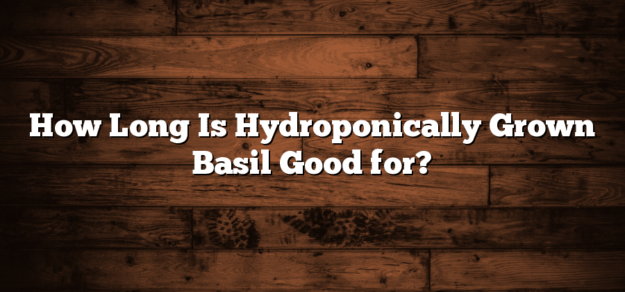 How Long Is Hydroponically Grown Basil Good for?