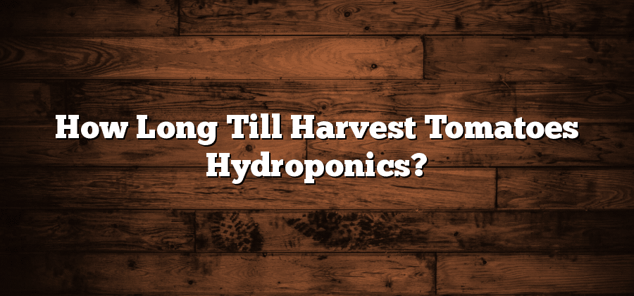 How Long Till Harvest Tomatoes Hydroponics?