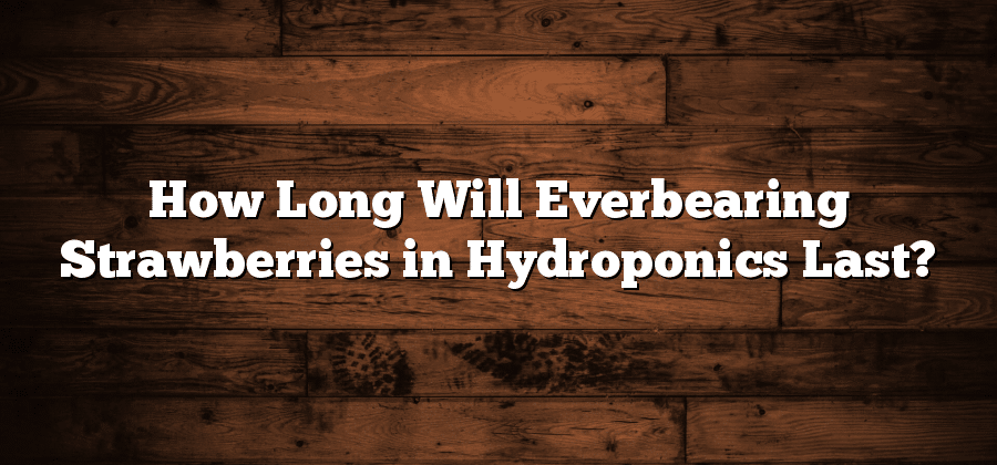 How Long Will Everbearing Strawberries in Hydroponics Last?
