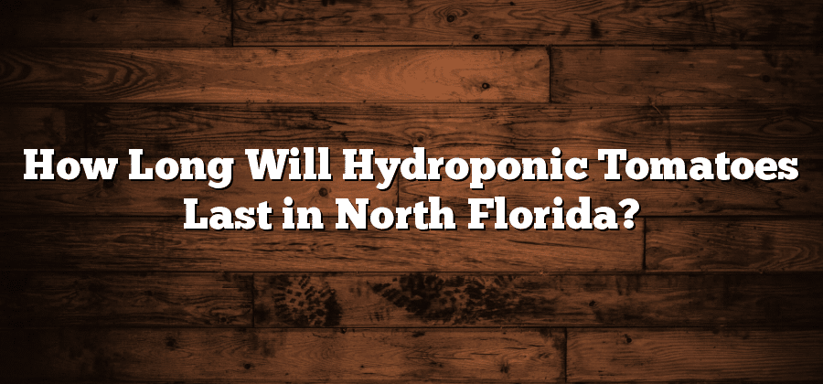 How Long Will Hydroponic Tomatoes Last in North Florida?