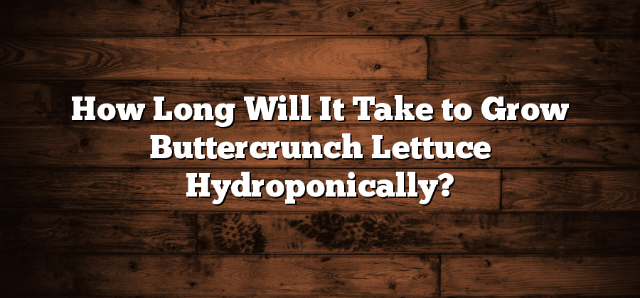 How Long Will It Take to Grow Buttercrunch Lettuce Hydroponically?