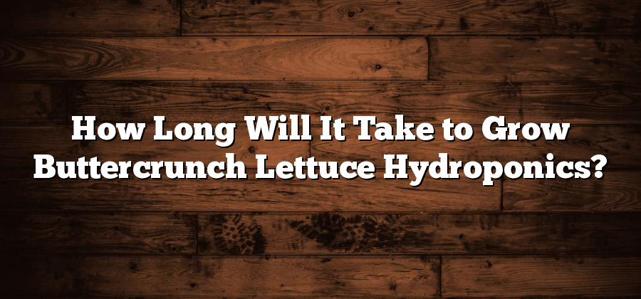 How Long Will It Take to Grow Buttercrunch Lettuce Hydroponics?