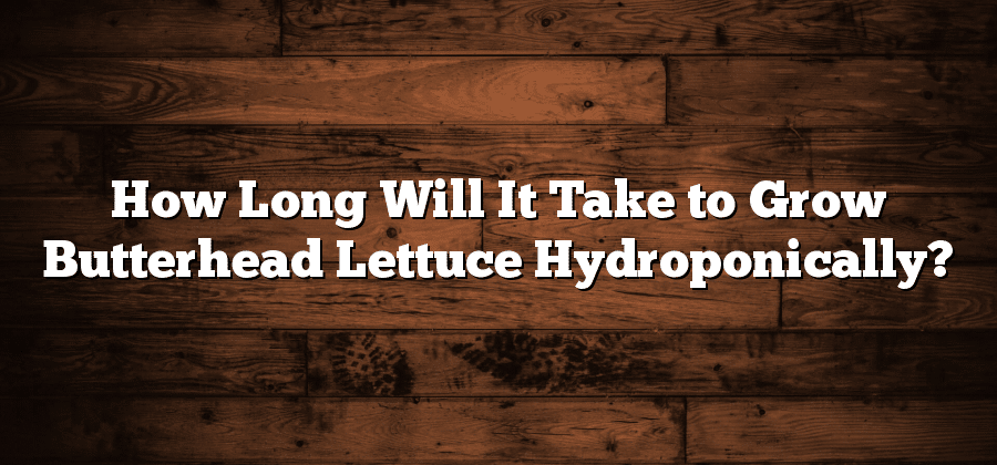 How Long Will It Take to Grow Butterhead Lettuce Hydroponically?