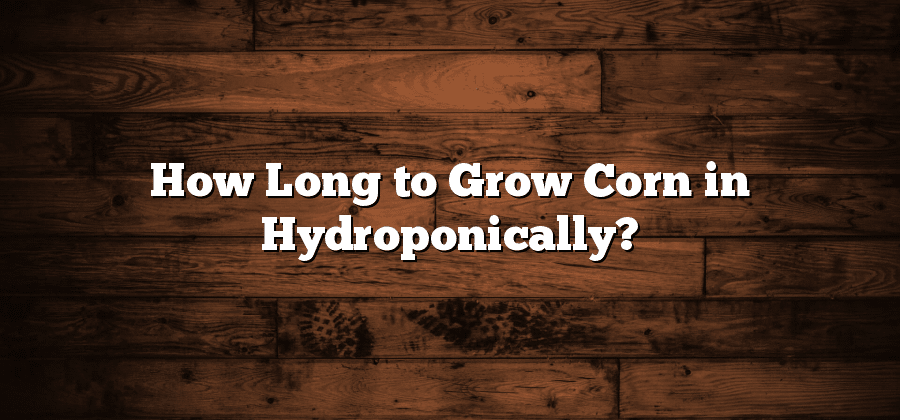How Long to Grow Corn in Hydroponically?