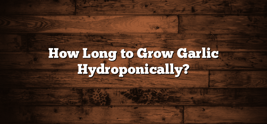 How Long to Grow Garlic Hydroponically?